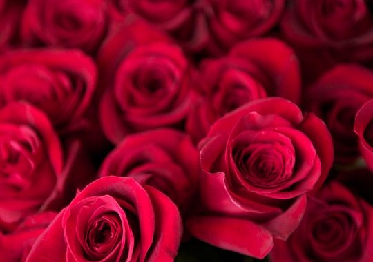 Valentines Day | February 14th | Red roses , Cupid, Traditions Explained